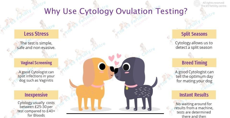 Cytology ovulation testing
