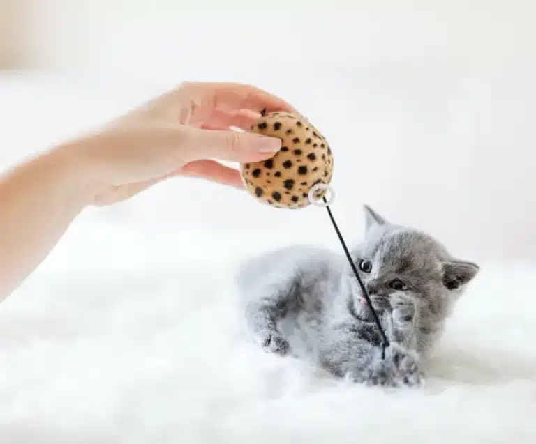 kitten microchipping
