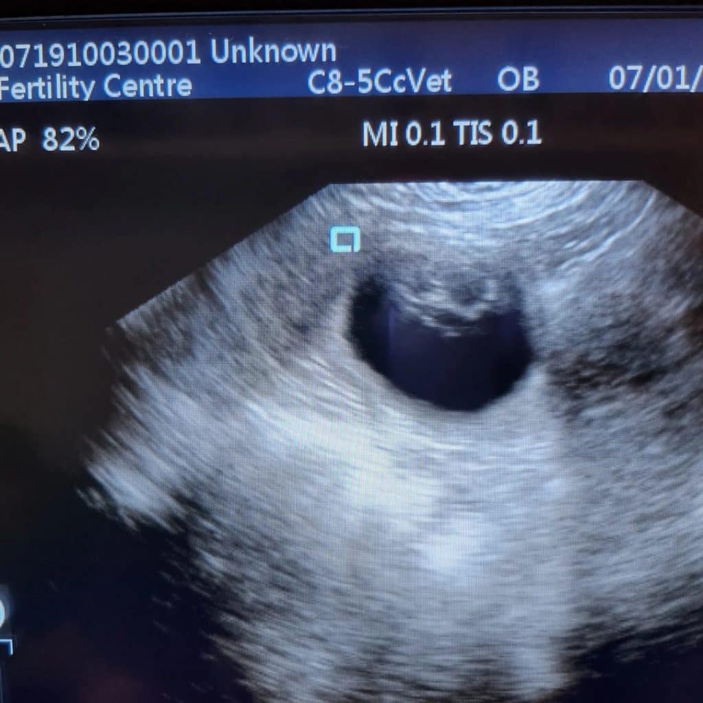 k9 ultrasound scanning near me
