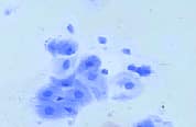 how does k9 cytology work