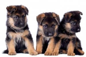 german shepard puppies for sale