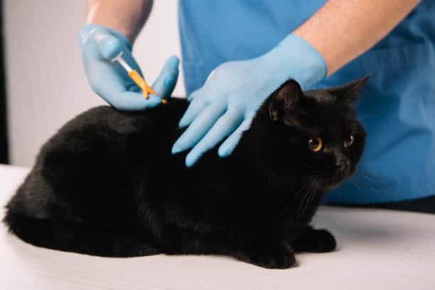 microchipping for Cats